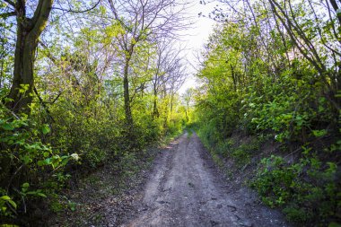 Yeşil orman yolundan