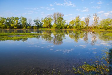 Ağaçlar tarafından kenarlı gölet ile Bahar doğal arka plan