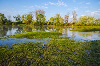 Ağaçlar tarafından kenarlı gölet ile Bahar doğal arka plan