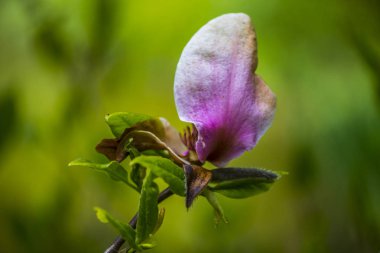 bahar bahçe çiçek açan Manolya