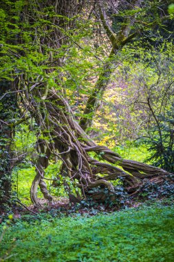 Çiçek açan ağaçlarla bahar parkı