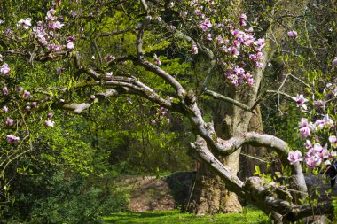 bahar bahçe çiçek açan Manolya