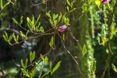 bahar bahçe çiçek açan Manolya