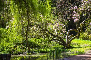 Yeşil bahar parkında yansıması ile Gölet