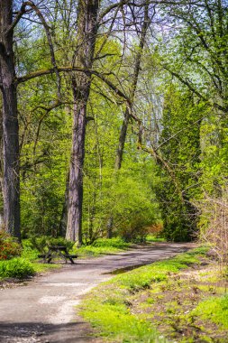 Çiçek açan ağaçlarla bahar parkı
