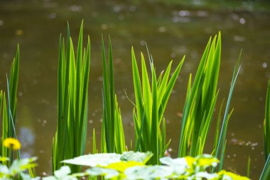 Parkta göletin yakın görünümü