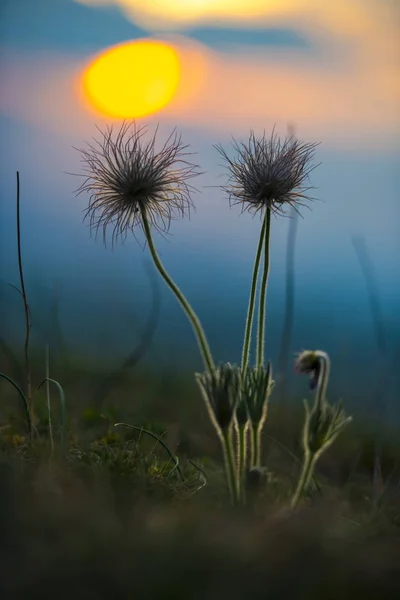 Vue Des Plantes Cultivées Sur Champ — Photo