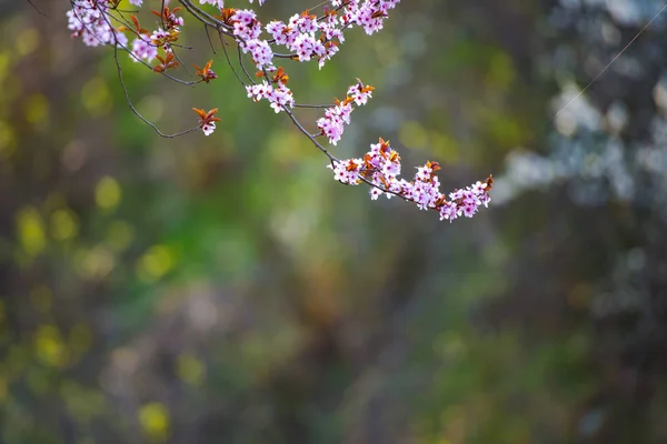 Pink Flowers Blooming Tree — Stock Photo, Image