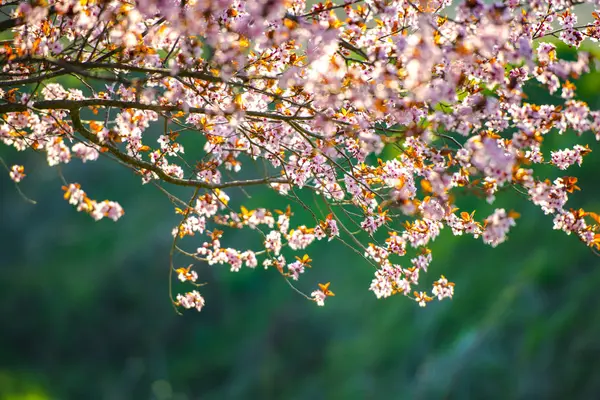 Pink Flowers Blooming Tree — Stock Photo, Image