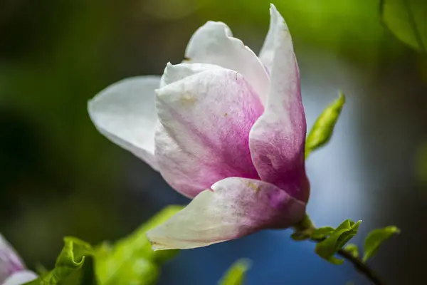 Blooming Magnolia Spring Garden — Stock Photo, Image