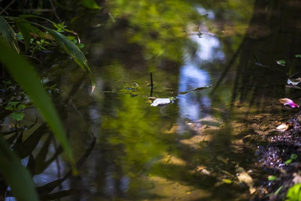 Close View Van Vijver Park — Stockfoto