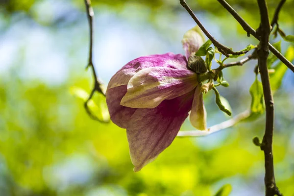 Blühende Magnolie Frühlingsgarten — Stockfoto