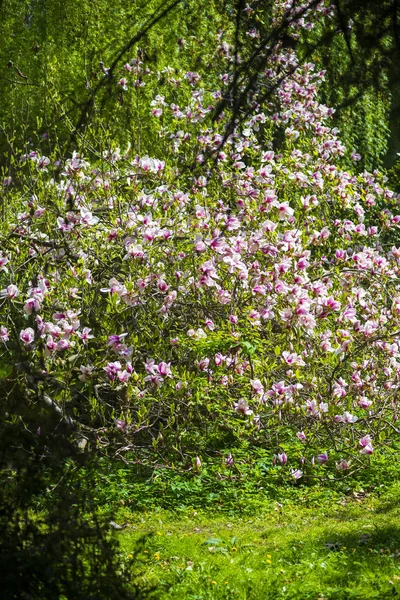 Magnolia Fiorita Nel Giardino Primaverile — Foto Stock