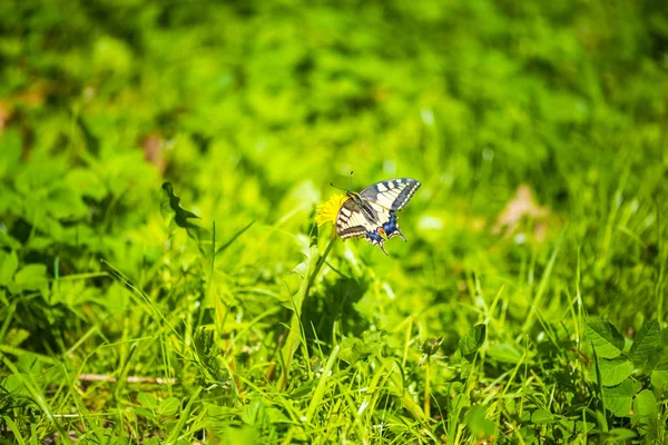 Schmetterling Sitzt Auf Löwenzahn Nahaufnahme — Stockfoto