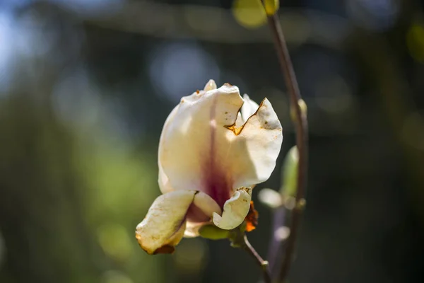 Magnolia Fleurs Dans Jardin Printemps — Photo