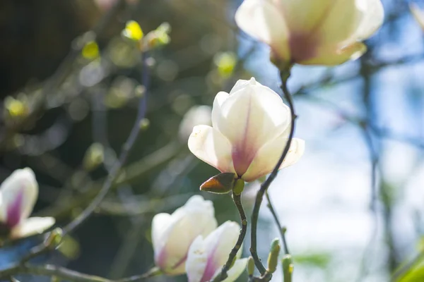 Blooming Magnolia Spring Garden — Stock Photo, Image