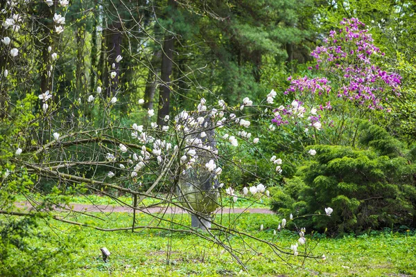 咲く木々の春の公園 — ストック写真