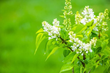 Bahar bahçesinde çiçek açan bitkiler