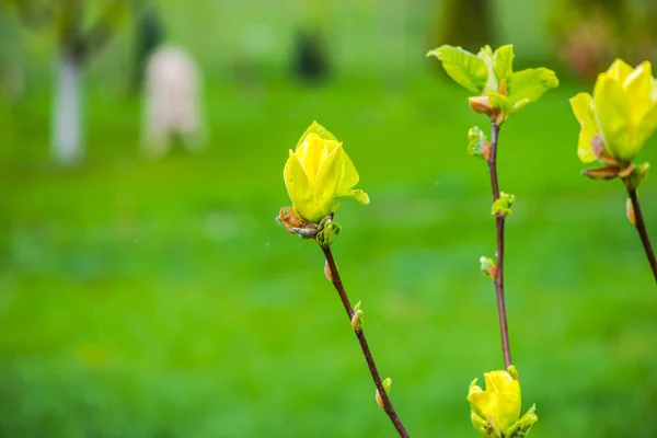 春の庭で植物を咲かせる — ストック写真