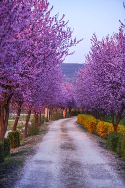 Çiçek açan sakura ağaçları ile Alley