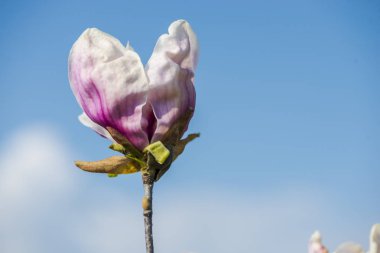 bahar bahçe çiçek açan Manolya