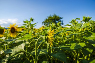 Yaz tarlasında ayçiçeğinin yakın görünümü