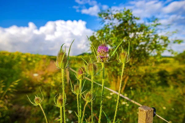 Zugeschnittene Ansicht Der Pflanzen Auf Dem Sommerfeld — Stockfoto