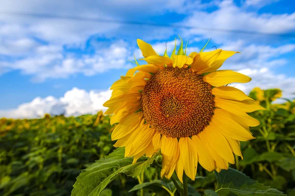 Fechar Vista Girassóis Campo Verão — Fotografia de Stock