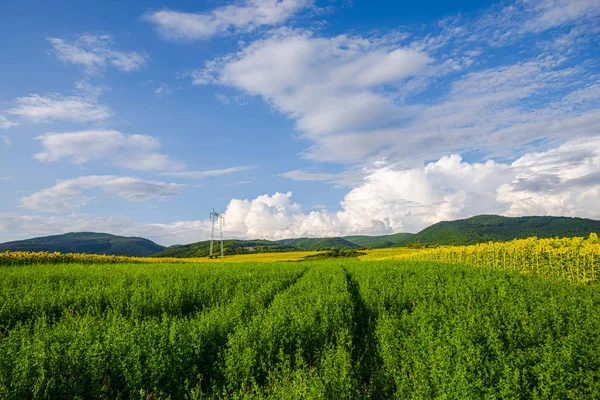 Campo Con Postes Eléctricos Cielo Nublado Fondo Natural — Foto de Stock