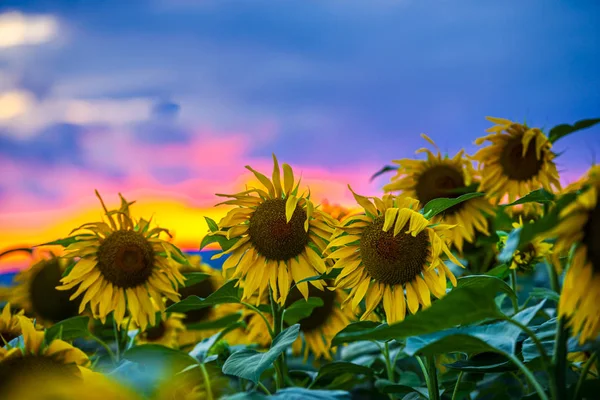 Nära Utsikt Över Solrosor Sommaren Fält — Stockfoto