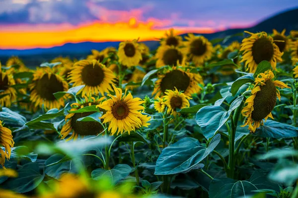 Nära Utsikt Över Solrosor Sommaren Fält — Stockfoto