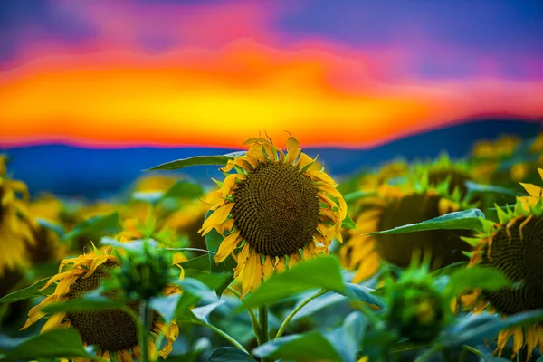 Vue Rapprochée Des Tournesols Sur Champ Été — Photo