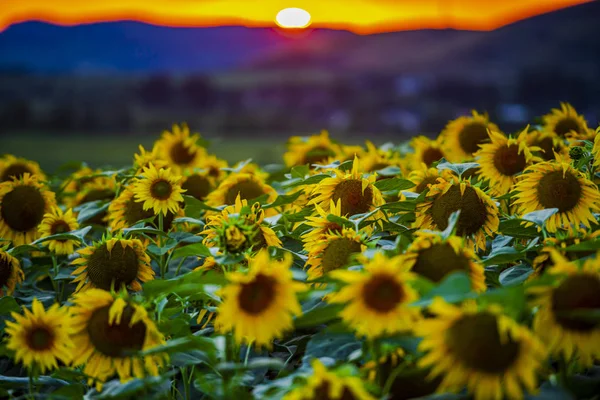 Vue Rapprochée Des Tournesols Sur Champ Été — Photo