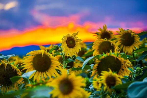 Vue Rapprochée Des Tournesols Sur Champ Été — Photo