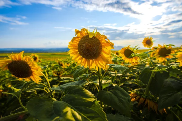 Vue Rapprochée Des Tournesols Sur Champ Été — Photo