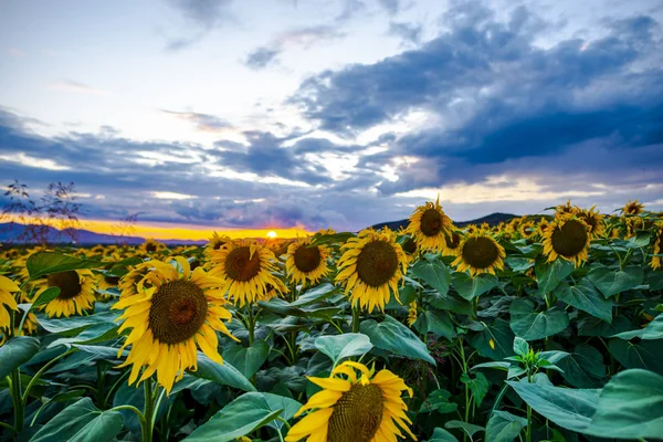 Vue Rapprochée Des Tournesols Sur Champ Été — Photo