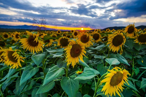 Vue Rapprochée Des Tournesols Sur Champ Été — Photo