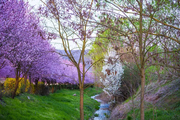 İlkbaharda çiçek açan sakura ağaçları ile Bahçe