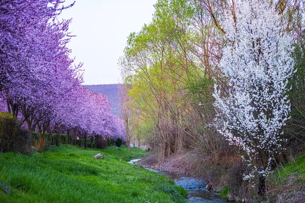 Garden Blooming Sakura Trees Spring — Stock Photo, Image
