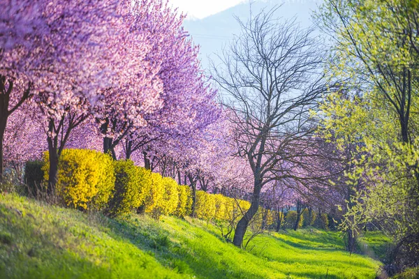 Garden Blooming Sakura Trees Spring — Stock Photo, Image