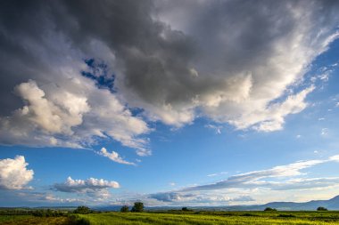 Yaz yeşil alan arkaplanı