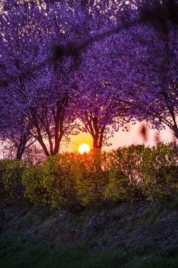 İlkbaharda çiçek açan sakura ağaçları ile Bahçe