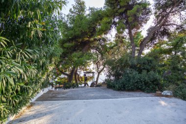 Denize açılan yeşil ağaçların yolu