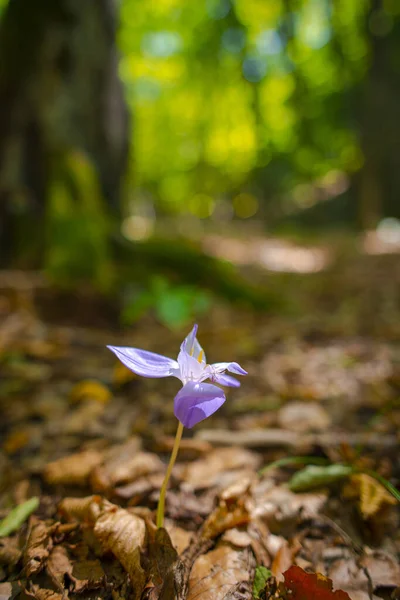 Lila Virág Homályos Erdőben — Stock Fotó