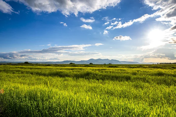 Fondo Campo Verde Verano — Foto de Stock