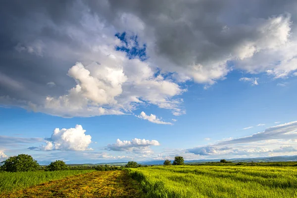 Fondo Campo Verde Verano — Foto de Stock