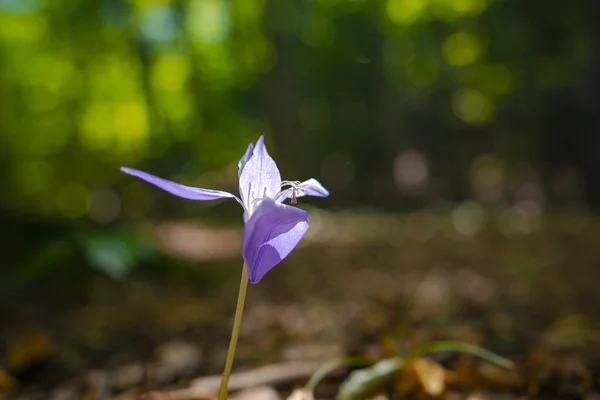 Фіолетова Квітка Розмитому Лісі — стокове фото