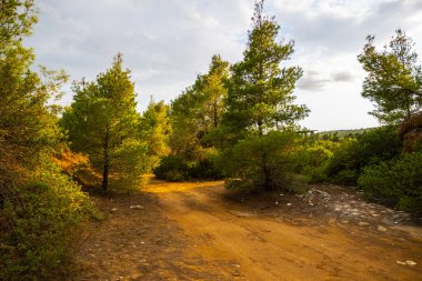 Yaz yeşil alan arkaplanı