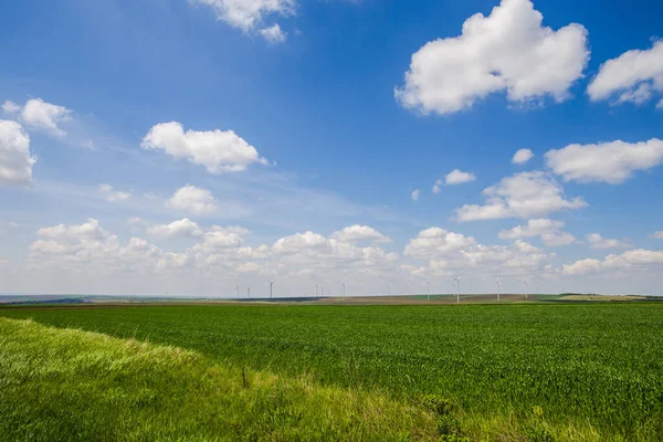 Fondo Campo Verde Verano — Foto de Stock