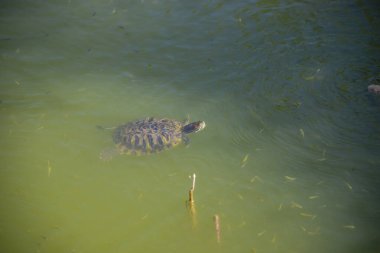 Yeşil nehir suyu manzarası, doğal arka plan..